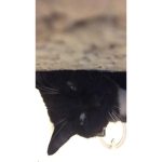 Crazy cats from the moon :P