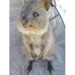 Quokkas