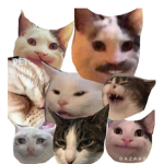 LCarapuce