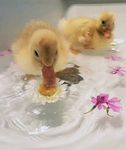 ~•ducks~•