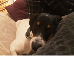 (: Dog fans :)