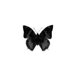 ⺌✰ ⊹