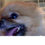 TheAnimalHQ