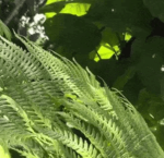 undisturbed forest