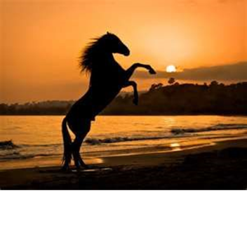 Sandy Seas Equestrian