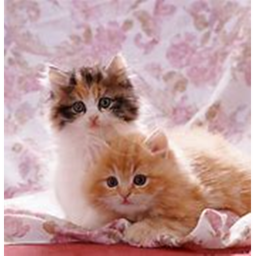Save the  cats!