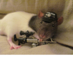 rat police patrol