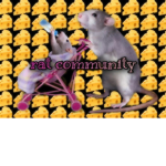 Rat's Community