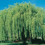 Willow Woods Studios