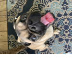 Hannah and pug