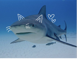hehe 🦈