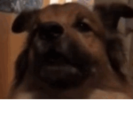 maxiedog posse