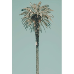 -tropical paradise-
