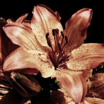 'afflict