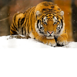 .+ Tiger Fans +.