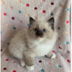Fluffy cats and dogs