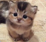 -PAW$-