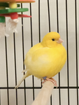 Bird Sunny