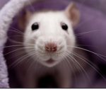 Clever_Molerats<3