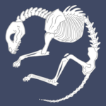 [F.O] Felinae organisation
