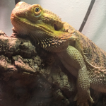 LIZARD FRIENDS