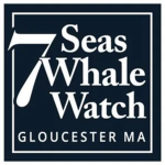 7 Seas Whale Watch
