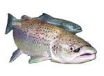 Flying Salmon Games