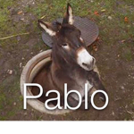 Just an Average Roblox Group ig