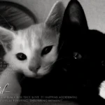 leftofmemories Group Thumbnail