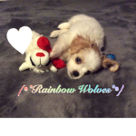 {~Rainbow Wolves~} Wolf Pack