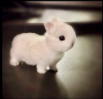 Bunny heart fun