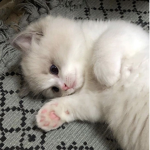 idk kittens