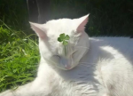 avatar QQZ