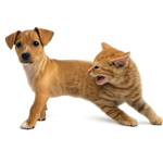Cat Dog Games