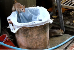 Trash Rat Gang