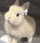 オレオの部屋