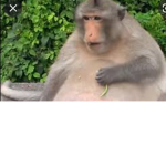 Chubby Monkey Squad