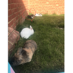 Bunnies and kittens forever home