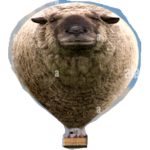 sheep LTD