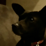 Skittles the dog