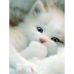 .KAWAII LOVE