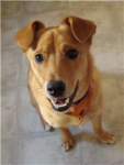 Chloe the great dog!!