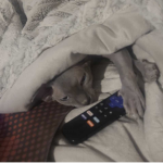 Hairless kitty’s are cute