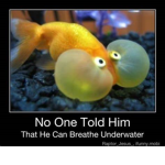 fishies under da sea