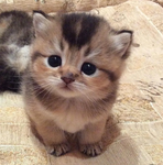 kawaii_kittenz