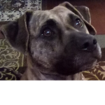 Puppies puppy