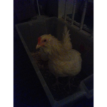 Bawk! A chicken group!