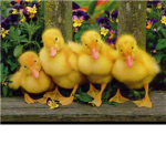 ducky group