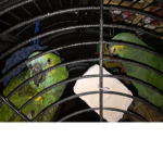 Pico brothers