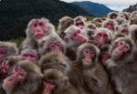 1he Monkeys